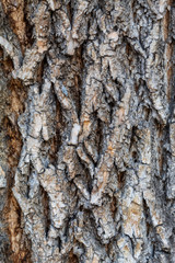 Closeup Tree Bark Texture Background