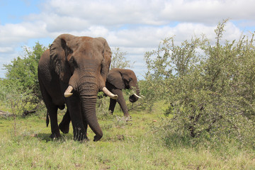 Afrikanischer Elefant / African elephant / Loxodonta africana