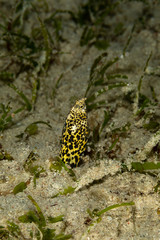 Marbled snake eel, Callechelys marmorata, is a benthic marine fish belonging to the family Ophichthidae which refers to serpentine in shape fishes