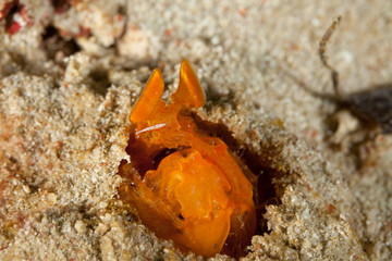 Golden Mantis Shrimp hiding in the sand, Lysiosquilloides mapia