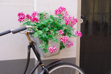 Fototapeta na wymiar Pink geranium in box on old bike