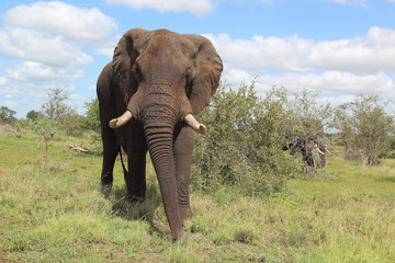 Afrikanischer Elefant / African elephant / Loxodonta africana