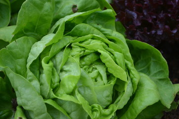 Green Fresh Vegetable in Garden