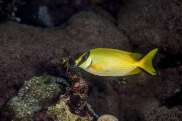 Fototapeta na wymiar Masked spinefoot, Siganus puellus, also known as decorated rabbitfish or masked rabbitfish