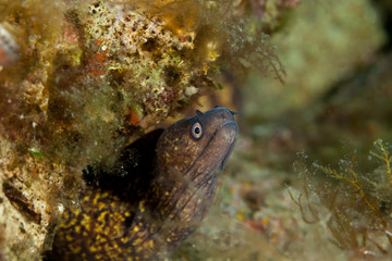 Mediterranean moray, Roman eel, Muraena helena