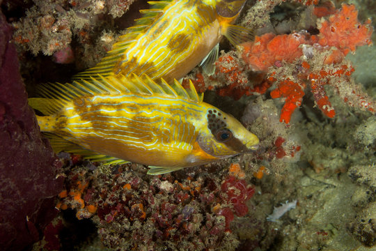 Masked spinefoot, Siganus puellus, also known as decorated rabbitfish or masked rabbitfish