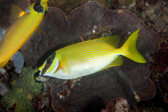 Masked spinefoot, Siganus puellus, also known as decorated rabbitfish or masked rabbitfish