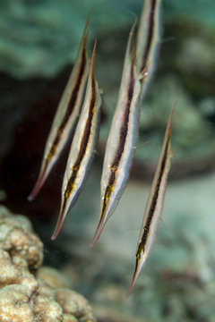 Razorfish, Aeoliscus strigatus