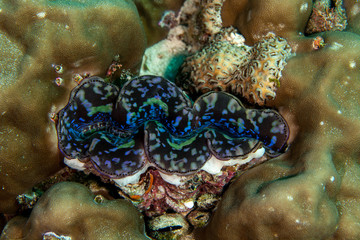 Tridacnidae, common name, the giant clams
