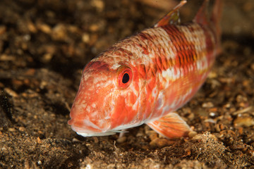 Striped red mullet, Mullus surmuletus