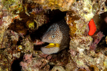 Fototapeta na wymiar Yellowmouth Moray Eel - Gymnothorax nudivomer