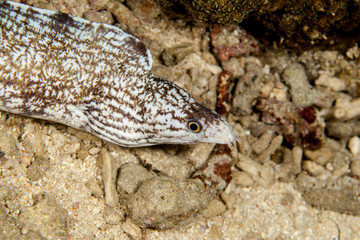 Tiger Moray Eel - Gymnothorax enigmaticus