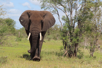 Obraz premium Afrikanischer Elefant / African elephant / Loxodonta africana