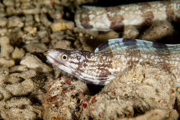 Tiger Moray Eel - Gymnothorax enigmaticus