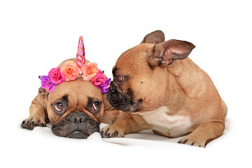 Pair of funny French Bulldog dogs with one dressed up with a flower unicorn horn and the other inspecting the headwear