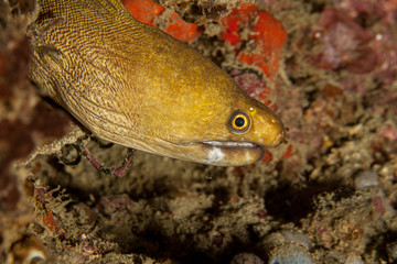 Moray Eel - Gymnothorax