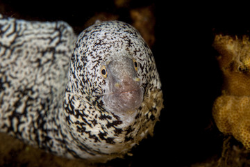 white Moray eel