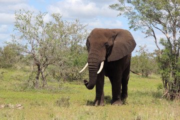 Fototapeta premium Afrikanischer Elefant / African elephant / Loxodonta africana