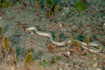 Obraz na płótnie Canvas White-Margin Moray Eel hunting - Gymnothorax albimarginatus