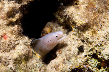 Geometric Moray Eel - Siderea grisea