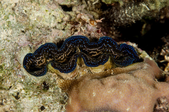 Tridacnidae, common name, the giant clams