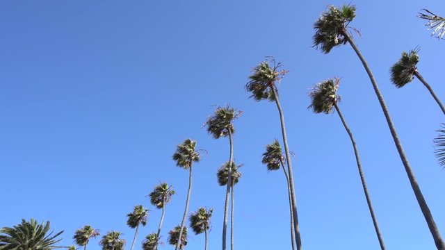 Tall California palm trees swaying in wind. Camera looks up. Warm sunny day in Santa Monica Beach, California. USA