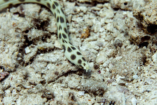 Myrichthys maculosus is a snake eel from the Indo-Pacific