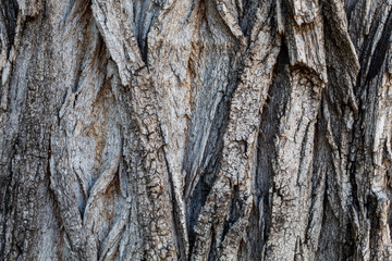 Closeup Tree Bark Texture Background