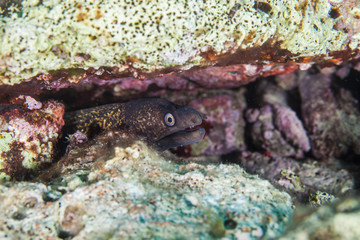 The Mediterranean moray, sometimes also called Roman eel, Muraena helena