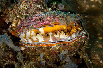 Spondylus varius, is a species of large saltwater clam, a marine bivalve mollusc in the family Spondylidae © GeraldRobertFischer
