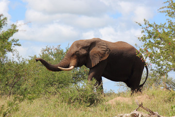 Fototapeta premium Afrikanischer Elefant / African elephant / Loxodonta africana