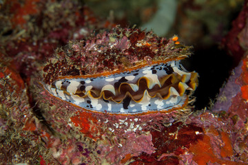Spondylus varius, is a species of large saltwater clam, a marine bivalve mollusc in the family Spondylidae © GeraldRobertFischer