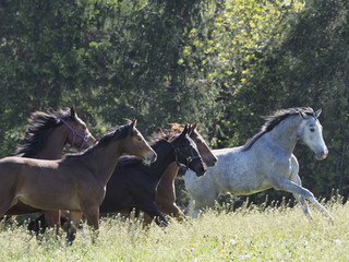 Horse in the field galopping 1