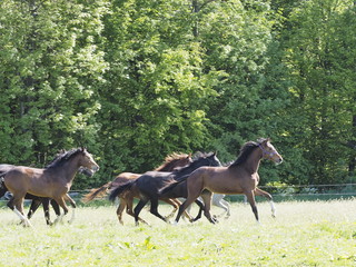 Horse in the field galopping 2