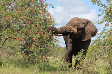 Afrikanischer Elefant / African elephant / Loxodonta africana