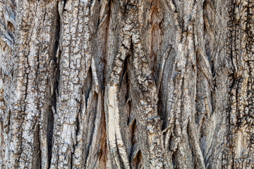 Closeup Tree Bark Texture Background