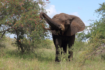 Fototapeta premium Afrikanischer Elefant / African elephant / Loxodonta africana
