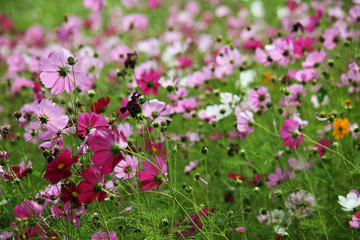 Cosmos flower with blurred background