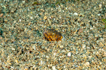 Napoleon snake eel, Ophichthus bonaparti, also known as the Napoleon eel, the Purplebanded snake eel, or the Saddled snake-eel is an eel in the family Ophichthidae