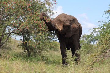 Afrikanischer Elefant / African elephant / Loxodonta africana