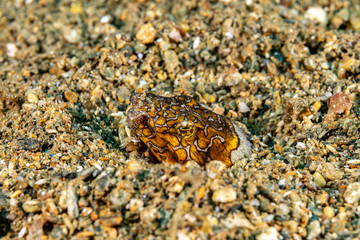 Napoleon snake eel, Ophichthus bonaparti, also known as the Napoleon eel, the Purplebanded snake...