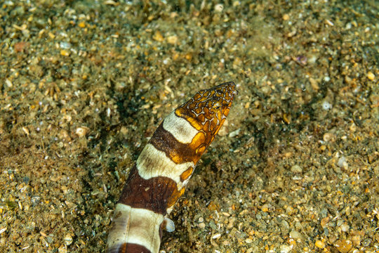 Napoleon snake eel, Ophichthus bonaparti, also known as the Napoleon eel, the Purplebanded snake eel, or the Saddled snake-eel is an eel in the family Ophichthidae