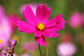 Cosmos flower with blurred background