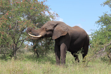 Fototapeta premium Afrikanischer Elefant / African elephant / Loxodonta africana