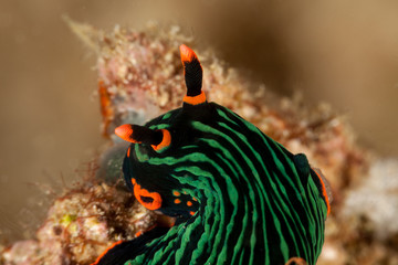 variable neon slug or the dusky nembrotha, Nembrotha kubaryana