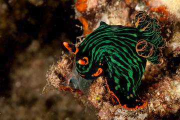 variable neon slug or the dusky nembrotha, Nembrotha kubaryana