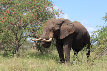 Afrikanischer Elefant / African elephant / Loxodonta africana