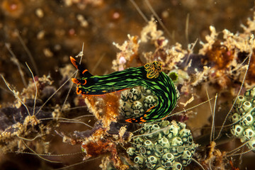 Nembrotha seaslug