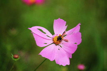 Cosmos flower with blurred background