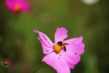 Cosmos flower with blurred background